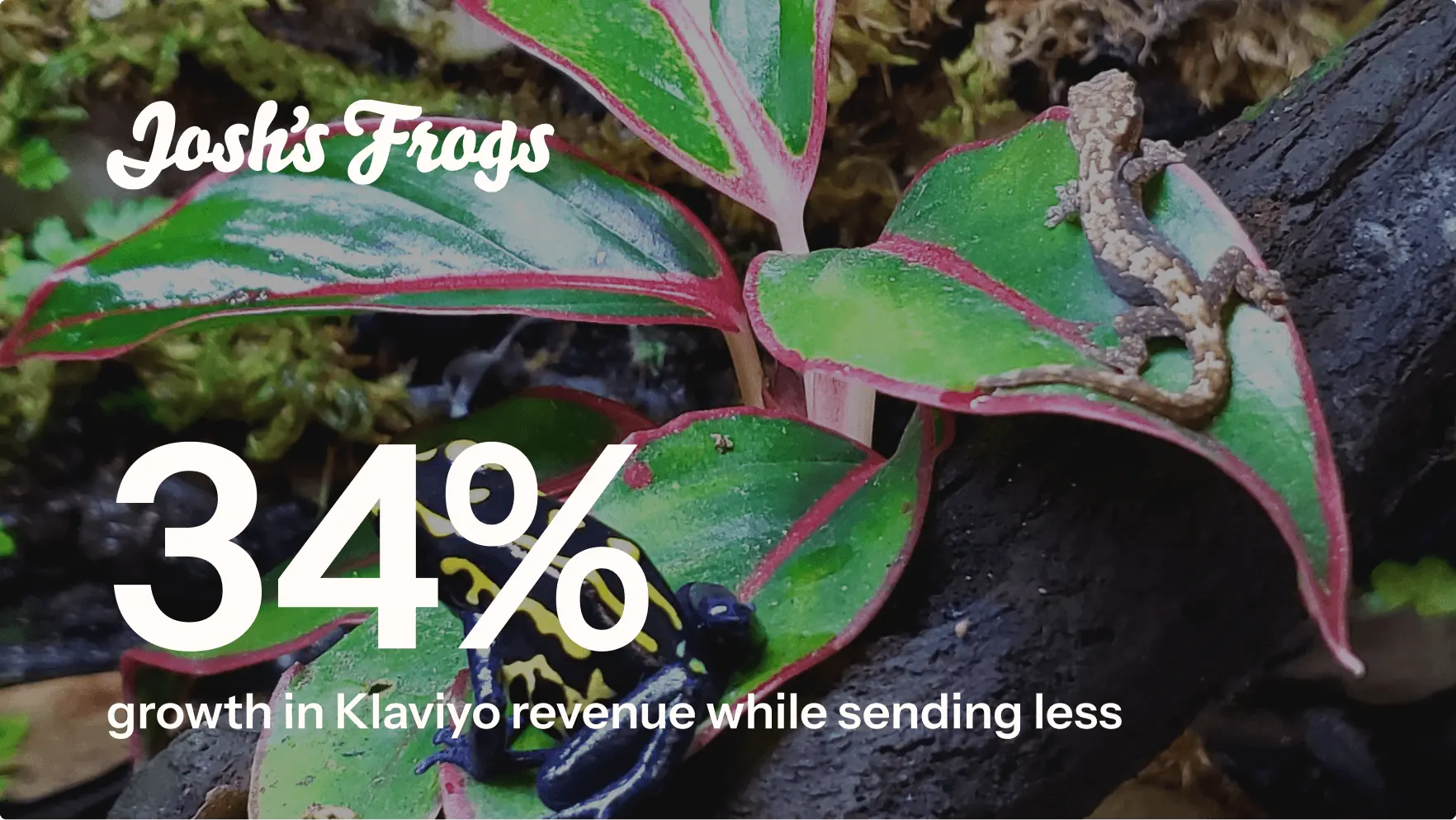 Frog and lizard crawling on plants with Josh's Frogs logo and 34% growth in Klaviyo revenue while sending less text overlay